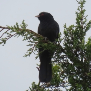 Eudynamys orientalis at Macarthur, ACT - 24 Nov 2023