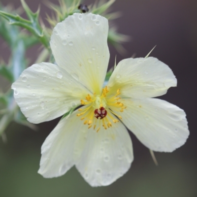 Argemone ochroleuca subsp. ochroleuca (Mexican Poppy, Prickly Poppy) at Greenway, ACT - 25 Nov 2023 by RodDeb