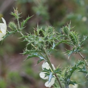 Argemone ochroleuca subsp. ochroleuca at Pine Island to Point Hut - 25 Nov 2023