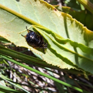 Blattidae sp. (family) at Justice Robert Hope Reserve (JRH) - 26 Nov 2023