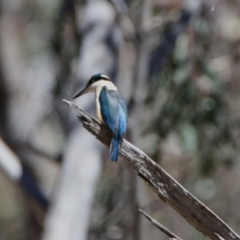 Todiramphus sanctus (Sacred Kingfisher) at Stranger Pond - 25 Nov 2023 by RodDeb