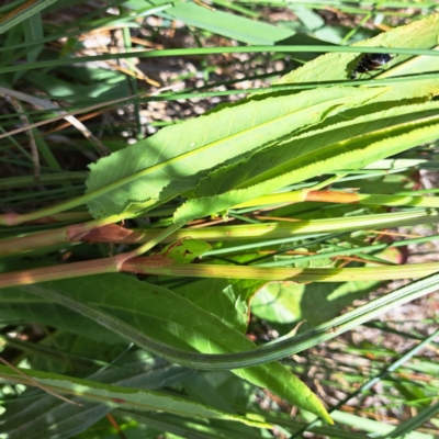 Rumex brownii (Slender Dock) at Justice Robert Hope Reserve (JRH) - 26 Nov 2023 by abread111