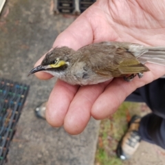 Caligavis chrysops (Yellow-faced Honeyeater) at Penrose - 24 Nov 2023 by Aussiegall