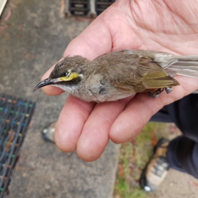 Caligavis chrysops (Yellow-faced Honeyeater) at Penrose, NSW - 24 Nov 2023 by Aussiegall