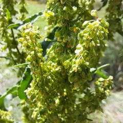 Rumex crispus (Curled Dock) at Justice Robert Hope Reserve (JRH) - 26 Nov 2023 by abread111