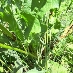 Rumex crispus at Justice Robert Hope Reserve (JRH) - 26 Nov 2023 11:22 AM