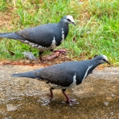 Leucosarcia melanoleuca (Wonga Pigeon) at Penrose - 24 Nov 2023 by Aussiegall