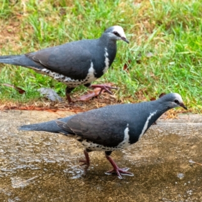 Leucosarcia melanoleuca (Wonga Pigeon) at Penrose, NSW - 24 Nov 2023 by Aussiegall