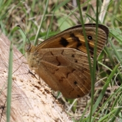 Heteronympha merope (Common Brown Butterfly) at Greenway, ACT - 26 Nov 2023 by RodDeb