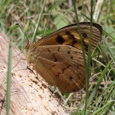 Heteronympha merope (Common Brown Butterfly) at Greenway, ACT - 26 Nov 2023 by RodDeb