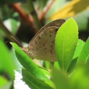 Heteronympha merope at Greenway, ACT - 26 Nov 2023