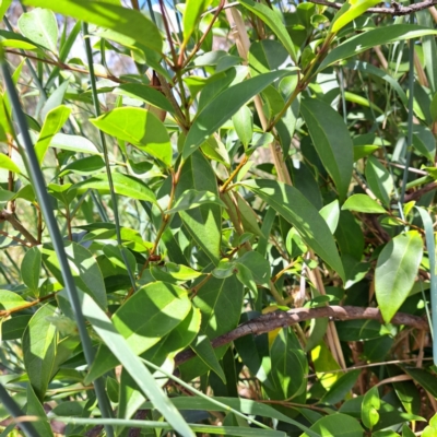 Ligustrum lucidum (Large-leaved Privet) at Watson Woodlands - 26 Nov 2023 by abread111