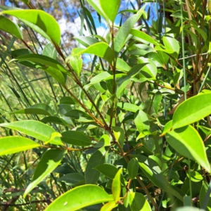 Ligustrum lucidum at Justice Robert Hope Reserve (JRH) - 26 Nov 2023