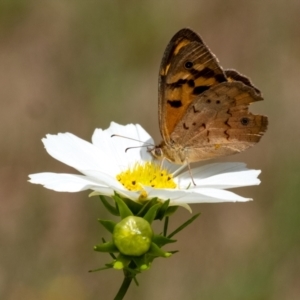 Heteronympha merope at Wingecarribee Local Government Area - suppressed