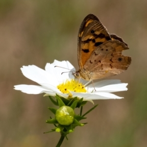 Heteronympha merope at Wingecarribee Local Government Area - 26 Nov 2023