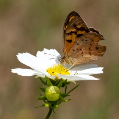 Heteronympha merope (Common Brown Butterfly) at Penrose - 26 Nov 2023 by Aussiegall