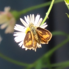 Ocybadistes walkeri (Green Grass-dart) at Lake Tuggeranong - 26 Nov 2023 by RodDeb