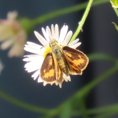 Ocybadistes walkeri (Green Grass-dart) at Greenway, ACT - 26 Nov 2023 by RodDeb