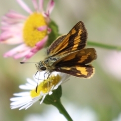 Ocybadistes walkeri at Lake Tuggeranong - 26 Nov 2023 01:19 PM