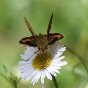 Ocybadistes walkeri at Lake Tuggeranong - 26 Nov 2023