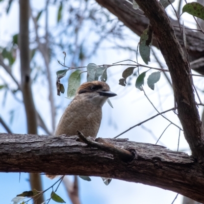 Dacelo novaeguineae (Laughing Kookaburra) at Wingecarribee Local Government Area - 26 Nov 2023 by Aussiegall