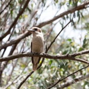 Dacelo novaeguineae at Penrose, NSW - 26 Nov 2023