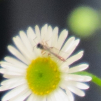 Ichneumonoidea (Superfamily) (A species of parasitic wasp) at Greenway, ACT - 26 Nov 2023 by RodDeb