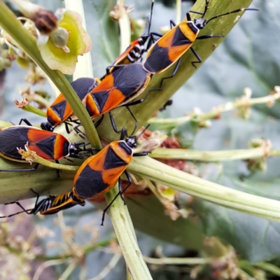 Dindymus versicolor (Harlequin Bug) at Watson, ACT - 24 Nov 2023 by abread111