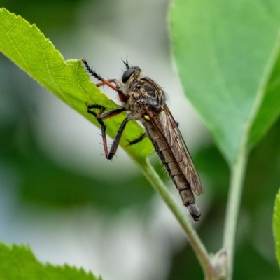 Unidentified Robber fly (Asilidae) at Penrose, NSW - 26 Nov 2023 by Aussiegall