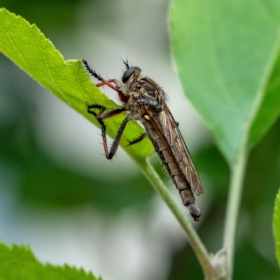 Asiola fasciata at Penrose - 26 Nov 2023 by Aussiegall