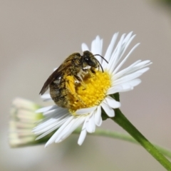 Lasioglossum (Chilalictus) sp. (genus & subgenus) (Halictid bee) at Greenway, ACT - 26 Nov 2023 by RodDeb