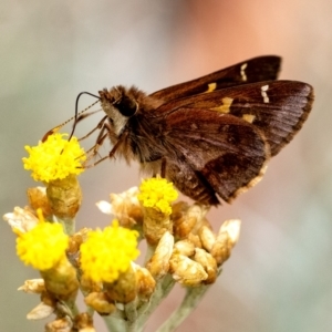 Toxidia doubledayi at Wingecarribee Local Government Area - suppressed