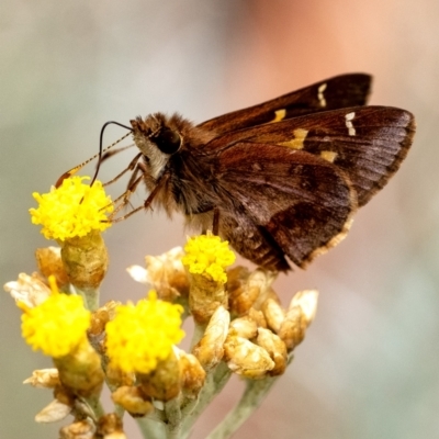 Toxidia doubledayi (Lilac Grass-skipper) at Penrose - 26 Nov 2023 by Aussiegall