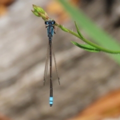 Ischnura heterosticta (Common Bluetail Damselfly) at Greenway, ACT - 26 Nov 2023 by RodDeb