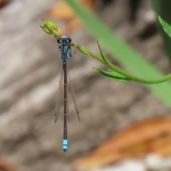 Ischnura heterosticta at Lake Tuggeranong - 26 Nov 2023 12:44 PM