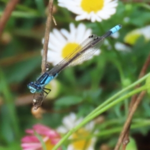 Ischnura heterosticta at Lake Tuggeranong - 26 Nov 2023