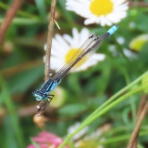 Ischnura heterosticta at Lake Tuggeranong - 26 Nov 2023