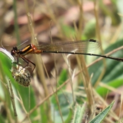 Nososticta solida (Orange Threadtail) at Greenway, ACT - 26 Nov 2023 by RodDeb