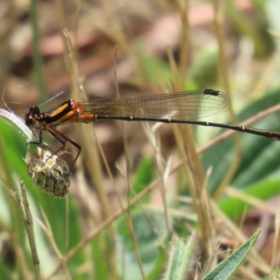 Nososticta solida (Orange Threadtail) at Lake Tuggeranong - 26 Nov 2023 by RodDeb