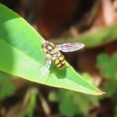 Simosyrphus grandicornis (Common hover fly) at Greenway, ACT - 26 Nov 2023 by RodDeb
