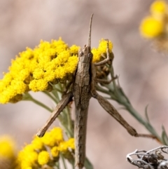 Coryphistes ruricola (Bark-mimicking Grasshopper) at Penrose - 26 Nov 2023 by Aussiegall