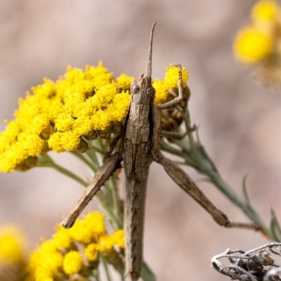Coryphistes ruricola (Bark-mimicking Grasshopper) at Wingecarribee Local Government Area - 26 Nov 2023 by Aussiegall