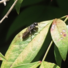 Unidentified Sand or digger wasp (Crabronidae or Sphecidae) at Greenway, ACT - 26 Nov 2023 by RodDeb