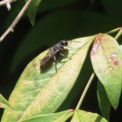 Unidentified Sand or digger wasp (Crabronidae or Sphecidae) at Greenway, ACT - 26 Nov 2023 by RodDeb