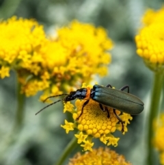 Chauliognathus lugubris (Plague Soldier Beetle) at Penrose - 26 Nov 2023 by Aussiegall