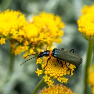 Chauliognathus lugubris (Plague Soldier Beetle) at Wingecarribee Local Government Area by Aussiegall