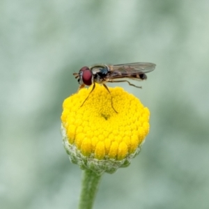 Melangyna viridiceps (Hover fly) at Penrose by Aussiegall