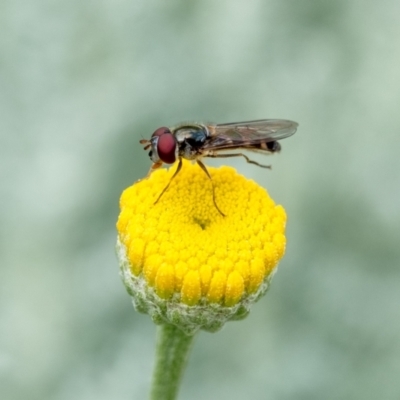 Melangyna viridiceps (Hover fly) at Wingecarribee Local Government Area - 26 Nov 2023 by Aussiegall