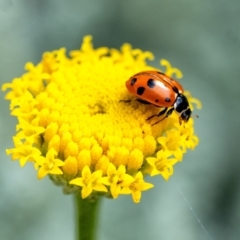 Hippodamia variegata (Spotted Amber Ladybird) at Penrose, NSW - 26 Nov 2023 by Aussiegall