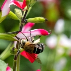 Amegilla sp. (genus) (Blue Banded Bee) at Penrose - 26 Nov 2023 by Aussiegall